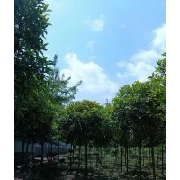 四川丹桂|高桿丹桂|丹桂基地|丹桂批發(fā)|丹桂直銷|丹桂價(jià)格|丹桂介