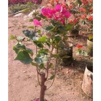 各種規(guī)格三角梅盆景 紅花三角梅 紫花三角梅 漳州綠化苗木