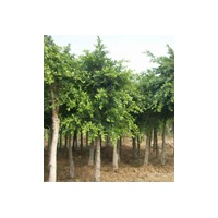 出售各種規(guī)格小葉榕盆景 小葉榕盆栽 小葉榕報價