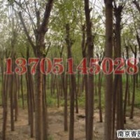 黃連木苗木價(jià)格，黃連木價(jià)格