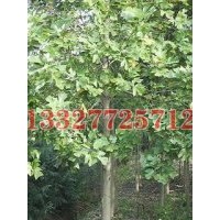 榔榆苗木價(jià)格，榔榆價(jià)格