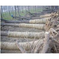 低價出售國槐、法桐、白蠟