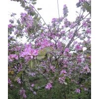 長期供應：紅花洋紫荊，紅花洋蹄甲，老人葵，秋楓