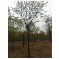 本公司常年供應(yīng)各規(guī)格國槐，價格便宜。