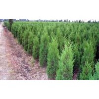 江蘇法桐供應(yīng)價(jià)格，櫸樹沭陽(yáng)欒樹批發(fā)價(jià)格(圖)