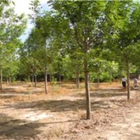 出售國(guó)槐、黃金槐、速生國(guó)槐 白蠟、 速生白蠟 榆樹(shù) 柳樹(shù)