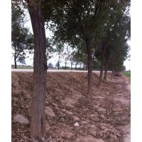 供應(yīng)12-20國(guó)槐