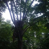 楸樹，速生楊，欒樹