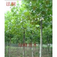 供應(yīng)：1-15公分速生法桐、國(guó)槐、白臘、春樹、毛白楊、垂柳、黃柳