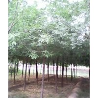 出售14-30公分白蠟