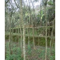 海南黃花梨批發(fā)