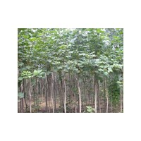 速生楊價(jià)格,速生柳價(jià)格,速生柳插條,速生柳小苗價(jià)格