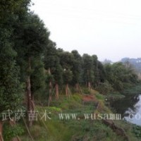 30公分香樟/30cm香樟