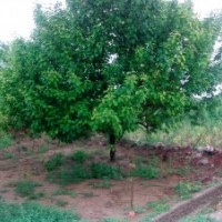 宏達八棱海棠樹苗木基地