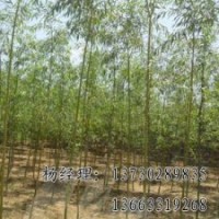 饅頭柳苗木基地，河北饅頭柳廠家