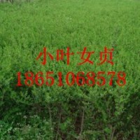 沭陽小葉女貞基地、沭陽賣小葉女貞、沭陽小葉女貞種植