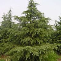 江蘇雪松，蘇北雪松