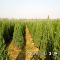 供應(yīng)各種檜柏，河南檜柏，北京檜柏，檜柏球，白蠟，