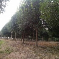 長期供應(yīng)桂花樹