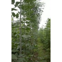 山東濰坊白蠟繁育基地，李梅