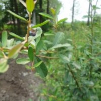 火棘樹樁盆景的日常管理樹樁火棘苗大量批發(fā)火棘苗綠籬的好選擇