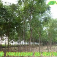 供應(yīng)垂柳垂柳價格