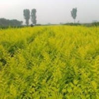 北京金絲垂柳天津金絲垂柳廊坊金絲垂柳