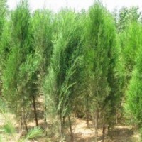 海桐價格,丁香價格,含笑價格,側(cè)柏價格,香泡價格,烏桕價格表