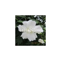 叢生木槿苗叢生白花木槿苗1米定桿樹形優(yōu)美的木槿苗