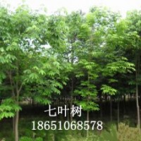 紫玉蘭、白玉蘭、七葉樹、馬褂木、高桿女貞、樸樹、櫸樹