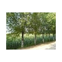 欒樹、五角楓、銀杏、法桐、白蠟