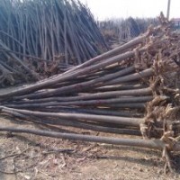 8公分國(guó)槐裸根截桿多少錢一顆