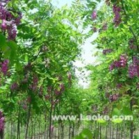 香花槐-綠澤苗木專(zhuān)供香花槐1-4公分