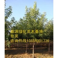 供應(yīng)山東皂角樹-顧客挑選-滿意為止-皂角價格