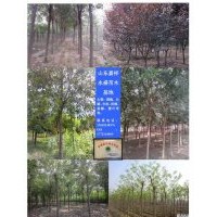 國(guó)槐8公分10公分價(jià)格價(jià)格