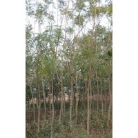 供應(yīng)藍(lán)花楹地苗