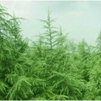 供應雪松 櫻花 銀杏 冬青 櫸樹 廣玉蘭