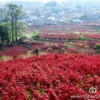 長期供應櫻花，紅楓，垂絲海棠，五針松，桂花