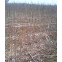 急售1-3cm白蠟2萬棵