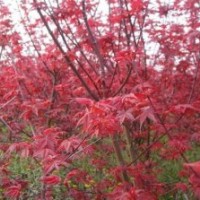 日本紅楓苗紅舞妓紅楓苗貨到付款