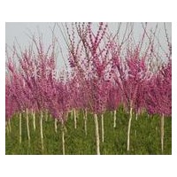 供應(yīng)紫荊、紫薇、紫葉李、高桿女貞