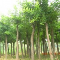 白蠟   垂柳  法桐  皂角  等大喬木   兼營紫葉李  百日紅  碧桃