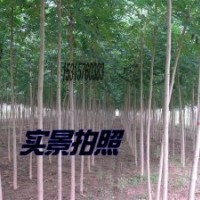 毛白楊.窄冠毛白楊.雄性毛白楊