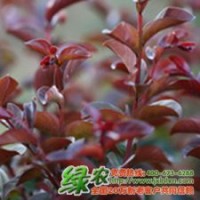 紅葉紅花紫薇 具有廣闊的市場前景