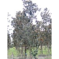 供應(yīng)廣玉蘭 成都廣玉蘭價(jià)格