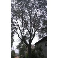 供應(yīng)各種規(guī)格白蠟、國槐、柳樹、等各種落葉喬木