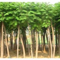 火炬樹的價(jià)格