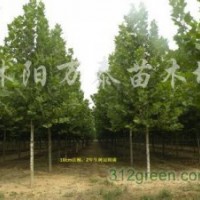 供應(yīng)白玉蘭、紫玉蘭、黃玉蘭、廣玉蘭、欒樹、法桐