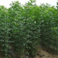 白蠟山西白蠟白蠟銷售