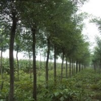 3公分速生國槐價(jià)格